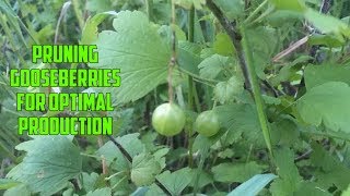 How to Prune a Gooseberry Bush [upl. by Ahsian]