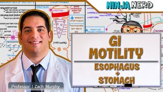 Gastrointestinal  GI Motility of the Esophagus amp Stomach [upl. by Irrak]