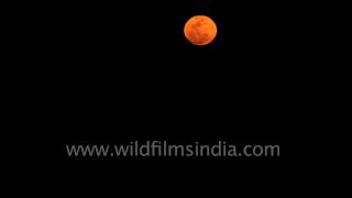 Beautiful moonrise in Rann of Kutch Gujarat [upl. by Kirsch]