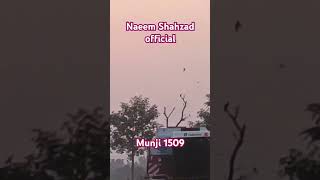 Munji 1509 foryou punjabiriceharvester viralvideo punjabpakistan ricefarming harvester [upl. by Na]