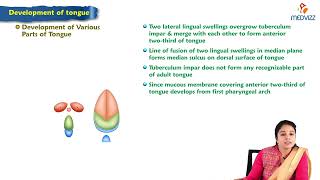 Development of tongue  Embryology Lecture [upl. by Halilahk]