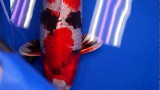 The 44th All Japan Koi Show Kin Showa Best in Variety Hikari Utsuri [upl. by Swee313]