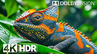 Best 4K Video ULTRA HD 120 FPS  4K HDR Dolby Vision [upl. by Daryle356]