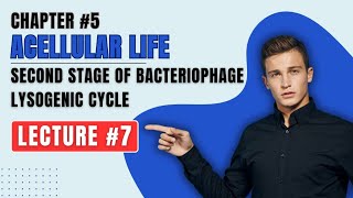 life cycle of bacteriophage second stage of bacteriophage lysogenic cycle class 11th very easy [upl. by Weasner]