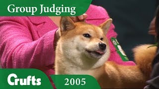 Japanese Shiba Inu wins Utility Group Judging at Crufts 2005 [upl. by Metah]