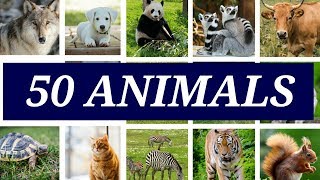 50 Animals Name in English [upl. by Luapsemaj]