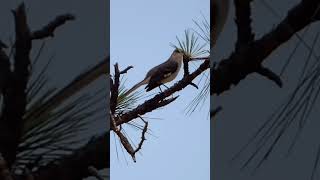 Cemetery birdwatching at Woodlawn Cemetery [upl. by Karlie339]