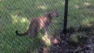 What does a panther sound like Panthers chirp [upl. by Gant]