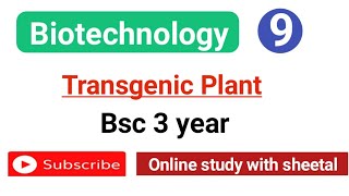 Transgenic plant in biotechnology hindi  transgenic plant bsc 3 year [upl. by Ahcatan]