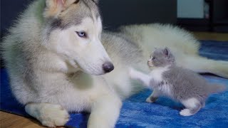 Fearless Kitten Attacks Gentle Husky in Their Very First Encounter [upl. by Carleen]