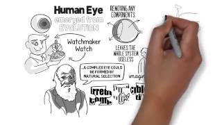 The Origins of Human Color Vision — HHMI BioInteractive Video [upl. by Rodrigo793]