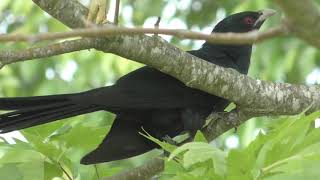 Eastern Koel goes South [upl. by Atilrep]