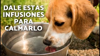 8 HIERBAS NATURALES para PERROS 🍵🐶🌱 ¿Son buenas las INFUSIONES para PERROS [upl. by Iuqcaj]