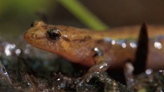 Salamandre sombre des montagnes  Capsule 1 Mountain Dusky Salamander [upl. by Turley572]