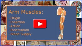 Arm Muscles Origin Insertion Action Innervation and Blood Supply [upl. by Roarke]