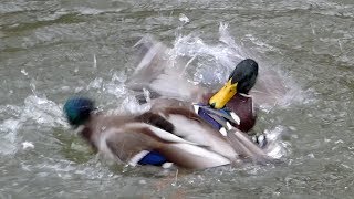 Mallard Ducks Fighting [upl. by Atinus135]