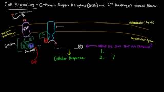 G Protein Coupled Receptors Part 1 of 2  2nd Messengers  General Scheme [upl. by Link]