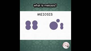 WHAT IS MEIOSIS  meiosis cellbiology genetics [upl. by Greabe]