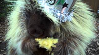 quotTeddyquot the porcupine has WAY TOO MUCH corn on New Years [upl. by Gaughan805]