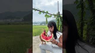 The big rooster saw me eating watermelon and came to steal my watermelon [upl. by Funch]