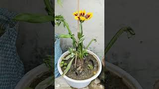 Verbena plant Gazania plant care tips ☘️☘️☘️ [upl. by Ihel]