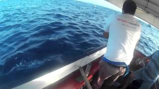 Slow Pitch Jigging  2 Blue Fin Tuna  Malta lost fish [upl. by Nevad]