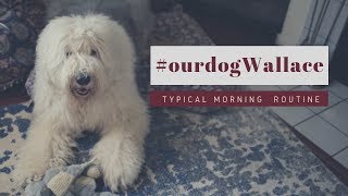 Old English Sheepdogs Morning Routine┃GRWM┃EdampMel [upl. by Voltmer]