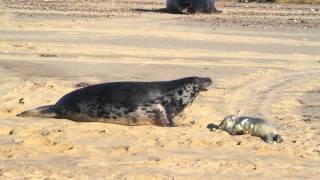 Grey Seals of Horsey Beach Norfolk Horsey Beach Norfolk [upl. by Lusar]