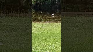 Florida Wildlife  Hurricane Milton Aftermath  Snowy Egret  Flooded Grass Area  Brevard County [upl. by Euphemia]