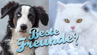 Katzen an Hund gewöhnen  Unsere Zusammenführung von 3 Katzen und einem Hund [upl. by Edin]