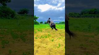 Horse lovers newsong marwadi song youtubeshorts horse horseing horsemusic like subscribe [upl. by Rai]