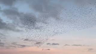 The starling murmuration Potteric Carr reserve Doncaster UK [upl. by Boylan]