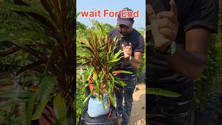 New Variety Croton Plant  🪴 shortvideo youtubeshorts sell plants plants [upl. by Sutelc]