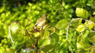 European Serin Europese kanarie Vogelenzang The Netherlands Luuk Punt 120518 1 [upl. by Lertram]