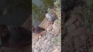 Common Pochard and North Carolina Tortoise [upl. by Rowell]