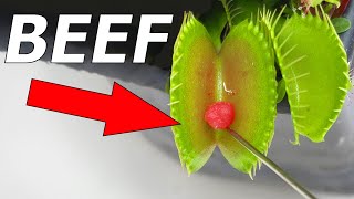 Top 10 Venus Flytraps  Compilation [upl. by Rebe]