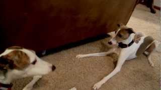 Greyhound Whippet Italian Greyhounds [upl. by Corenda]