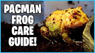 How To SETUP a Pacman Frog Tank  How to CARE for PACMAN Frogs [upl. by Ademla]