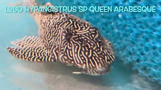 L260 Hypancistrus sp QUEEN ARABESQUE [upl. by Misti]