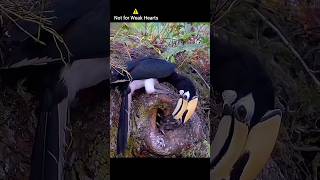 Bird Kills Hatchling for His Babies Feeding amazing shorts nature [upl. by Uaeb]