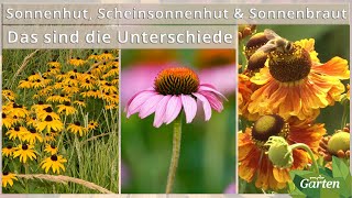 Sonnenhut Scheinsonnenhut oder Sonnenbraut Wie Sie die Stauden unterscheiden  MDR [upl. by Airan]