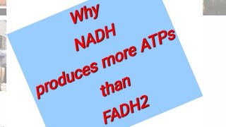 Why NADH produces more ATPs than FADH2  Why NADH of Glycolysis produces only 15 ATP [upl. by Paynter]