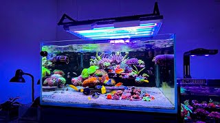 The Coolest Floating Reef Aquarium Setup I’ve Ever Seen 🤩 [upl. by Ennahoj373]