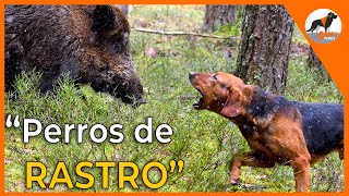 Perros de rastro 🐾 sabuesos en busca del jabalí 🐗sabuesoespañolperrosderastro [upl. by Conley909]