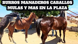 Burros manaderos caballo de carreras yeguas mulas Toros y becerros Plaza ganadera Tlacolula Oaxaca [upl. by Elsi565]