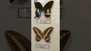 Collection of Unique Tropical Butterflies in Natural History Museum Lepidoptera Papilionidae [upl. by Nogas]