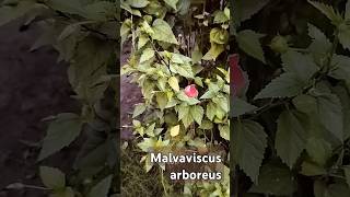 Malvaviscus arboreus [upl. by Murtagh]