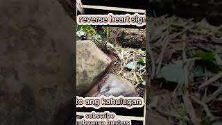 yamashitatreasure kahulugan Ng heart shaped na bato buriedtreasure [upl. by Dahsraf]