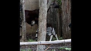 Baby Okapi explores new habitat at San Antonio Zoo [upl. by Tdnerb]