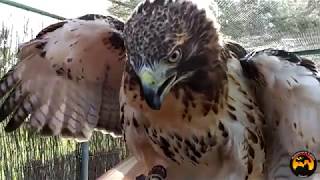 Águila de Cola Roja buteo Jamaicensis [upl. by Grounds825]